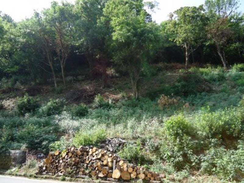 Građevinsko zemljište u Kostanici, Crna Gora: šumovito područje na padini sa gomilom drva pored puta.