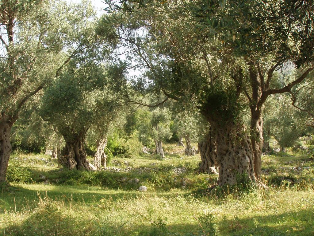 Antiker Olivenhain auf dem Grundstück des Hauses in Šušanj, Bar-Riviera, Montenegro, mit jahrhundertealten Bäumen und Gras.