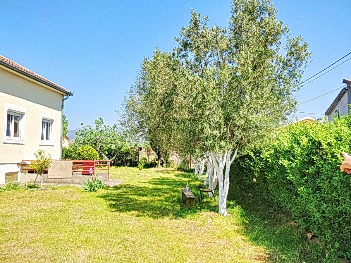 Zeleni vrt sa maslinama i privatna kuća u Podgorici, Crna Gora: pogled na dvorište i plac.