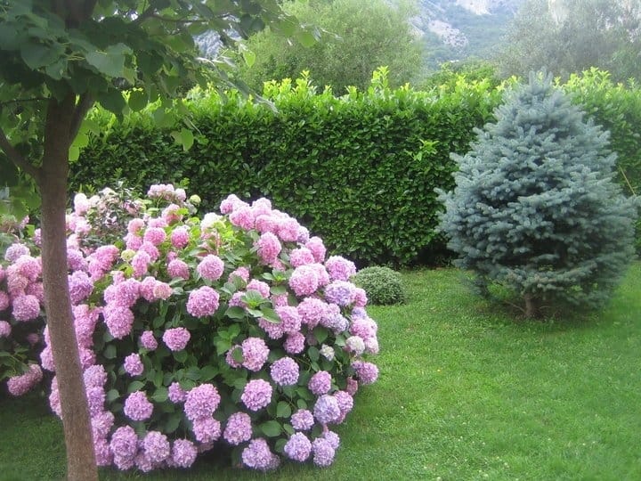 Well-maintained garden with blooming hydrangeas and coniferous trees on the grounds of a private villa in Orahovac, Montenegro.