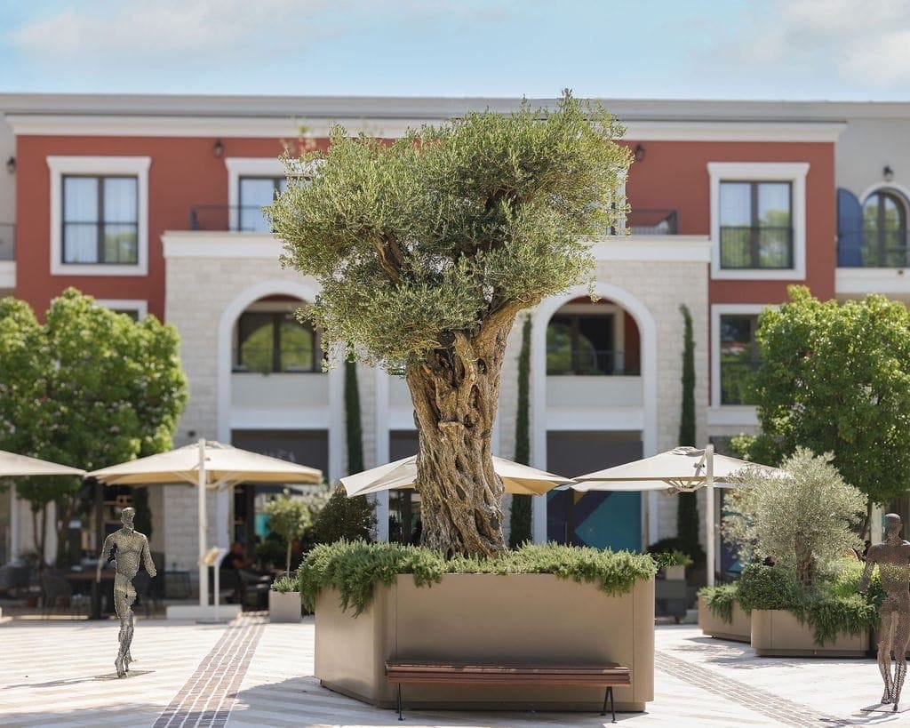 Landscaped square with an olive tree in the Luštica Bay residential complex, Radovići, Montenegro.