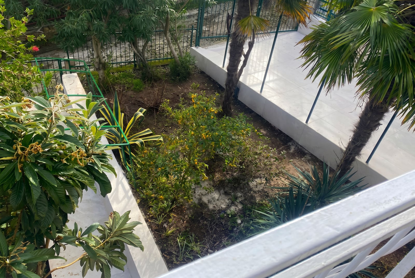 Jardin verdoyant avec palmiers et agrumes près d'une maison à Krašići, Monténégro, vue depuis la terrasse sur le terrain privé.